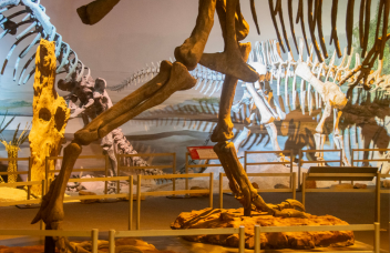 History Museums